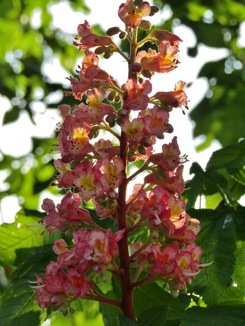 chestnut  chestnut blossom  flowers