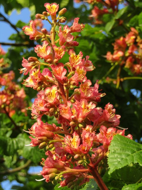 chestnut  chestnut blossom  flowers