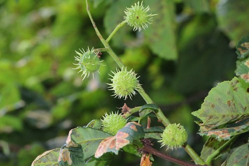 chestnut  deciduous tree  fruit