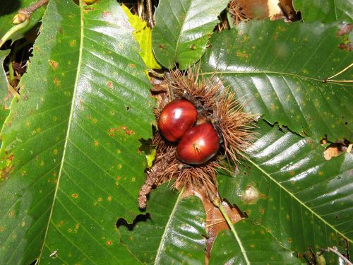 chestnut leaves tree fruit