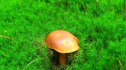 chestnut mushroom forest