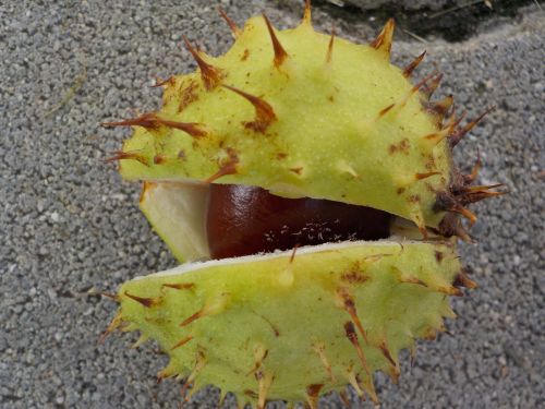 chestnut nature buchengewaechs