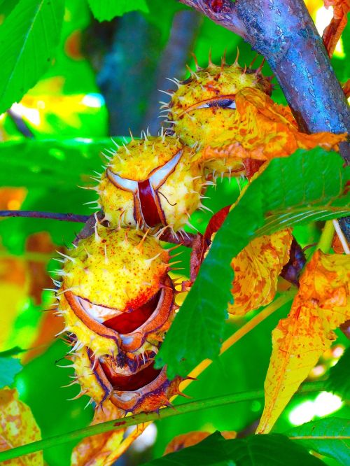 chestnut chestnut tree chestnut leaves
