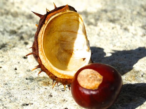 chestnut chestnut shell spur
