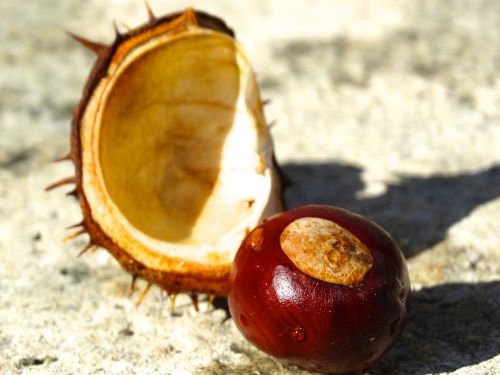 chestnut shell chestnut shell