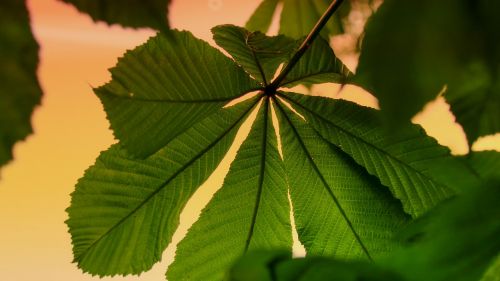 chestnut leaf leaves