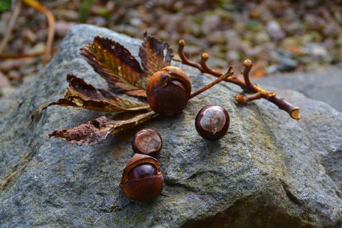 chestnut autumn mood autumn