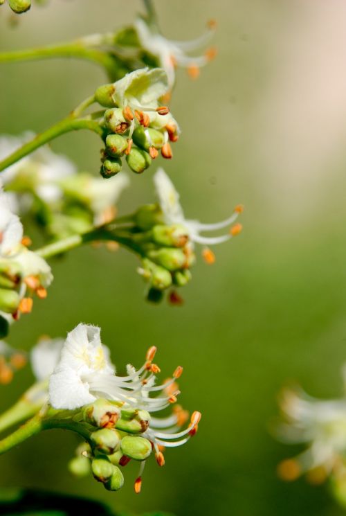 chestnut tree spring