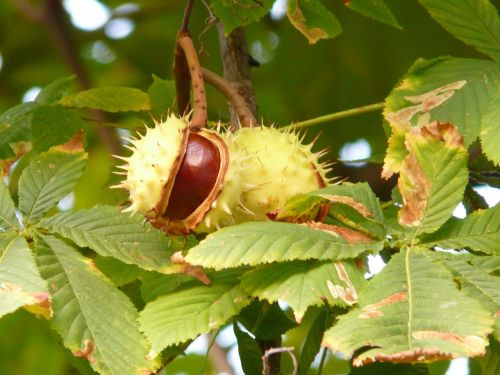 chestnut chestnut tree tree