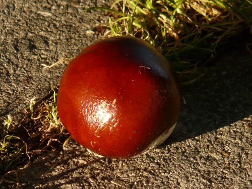 chestnut buckeye fruit