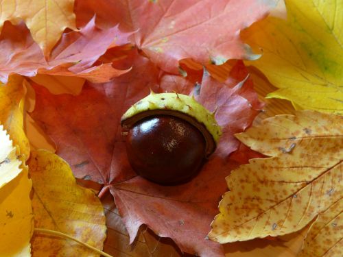 chestnut chestnut shell shell