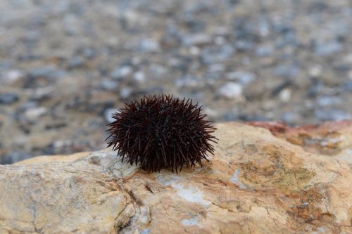 chestnut marine istanbul