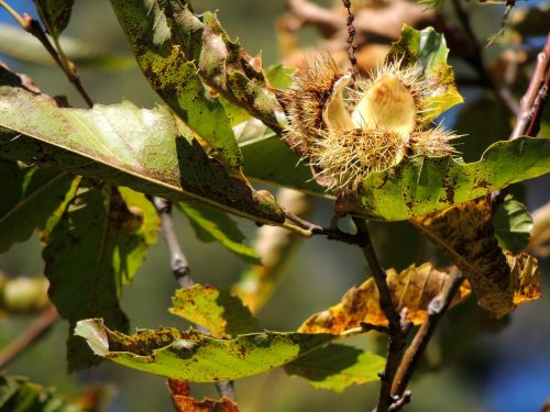chestnut open autumn
