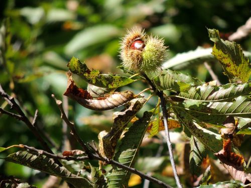 chestnut open autumn