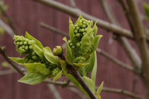 chestnut sprout bud