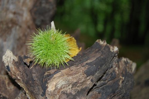 chestnut sting prickly