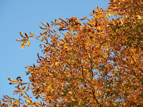 chestnut leaves autumn