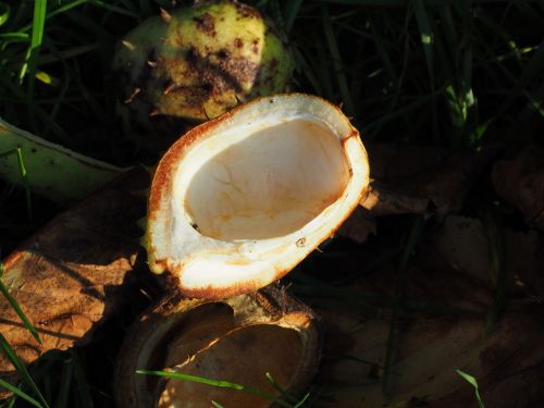 chestnut shell fruit