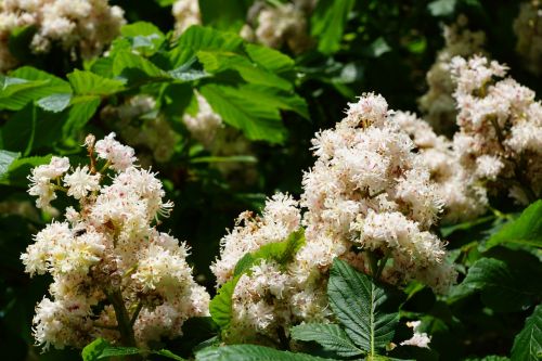 chestnut tree nature