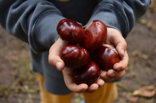 chestnut autumn brown