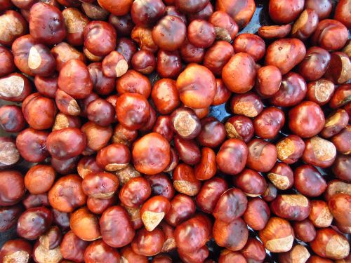 chestnut many brown