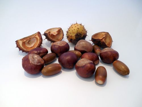 chestnut acorns autumn