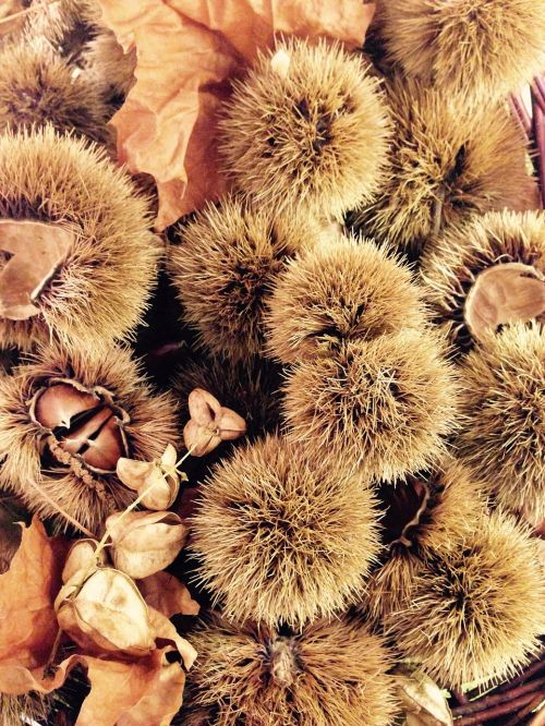 chestnut leaves nature