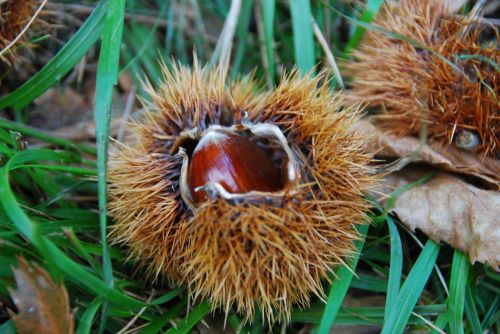 chestnut curly autumn