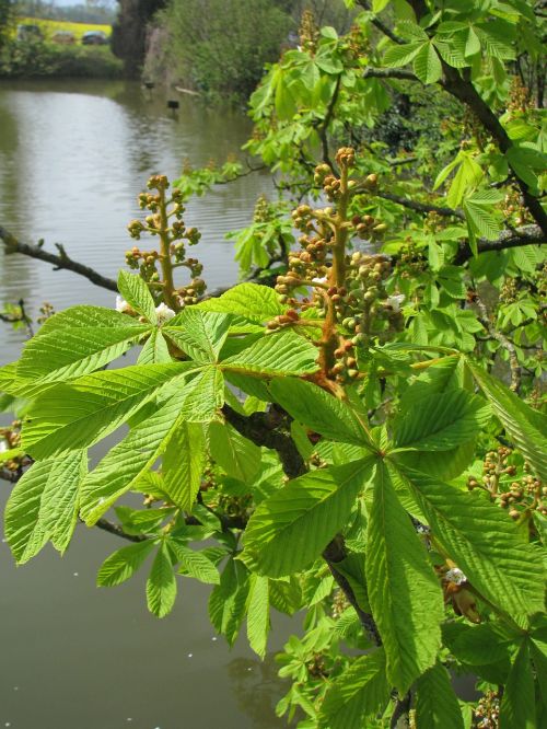 chestnut blossom summer water
