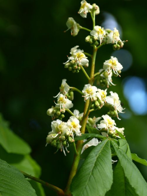 chestnut blossom inflorescence blossom