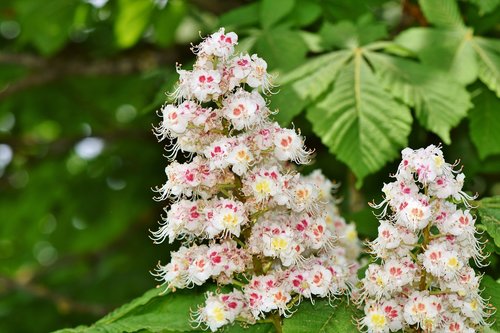chestnut blossom  chestnut  inflorescence