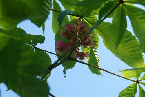 chestnut blossom  nature  leaves