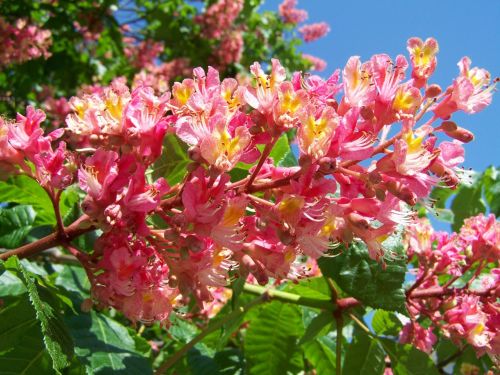 chestnut flower pink flower spring