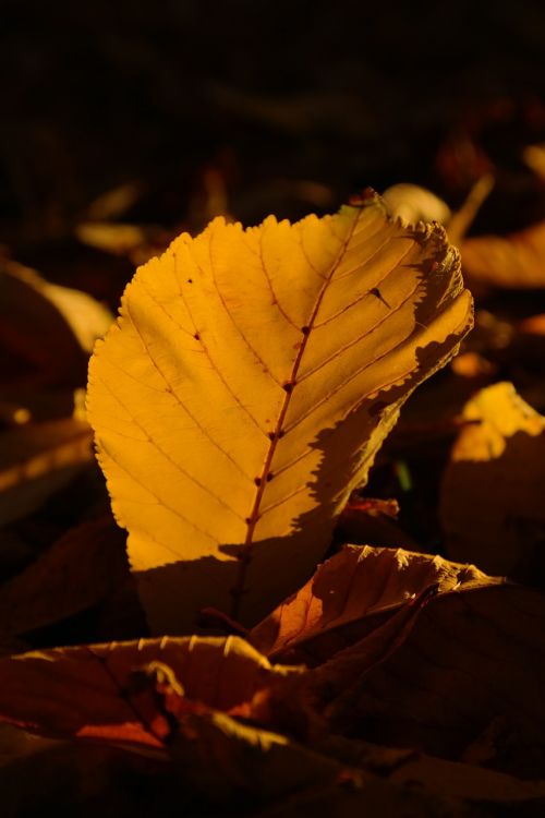 chestnut leaf autumn yellow