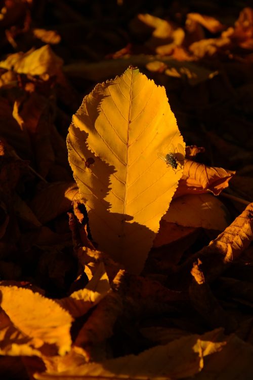 chestnut leaf chestnut leaves fall leaves