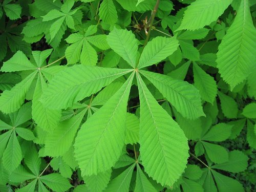 chestnut leaf  nature  plant