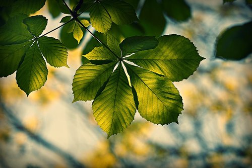 chestnut leaf  foliage  vein