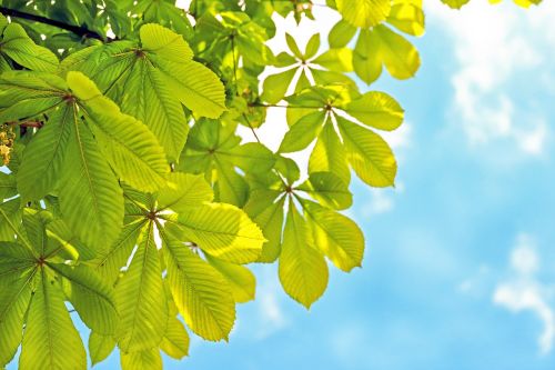 chestnut leaves leaves green