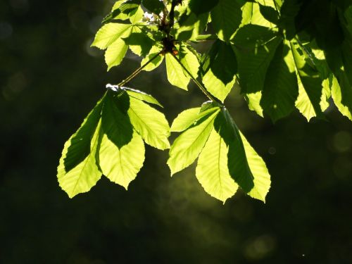 chestnut leaves leaves chestnut