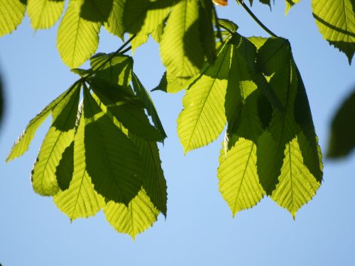 chestnut leaves leaves tree