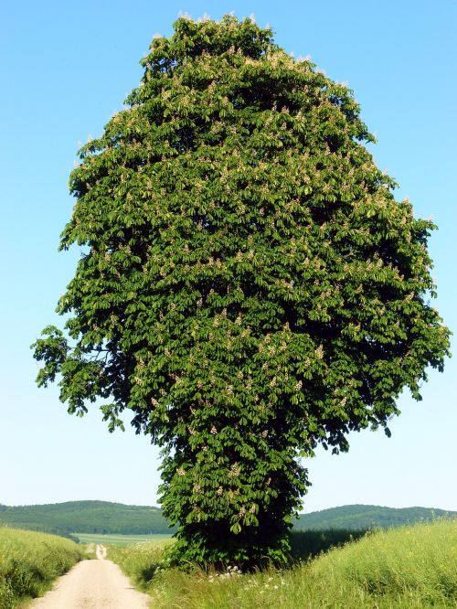 chestnut tree deciduous tree chestnut