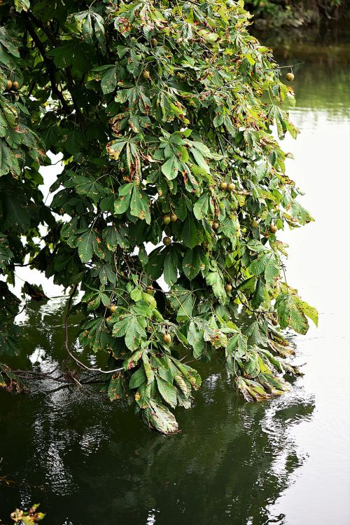 chestnut tree leaves water