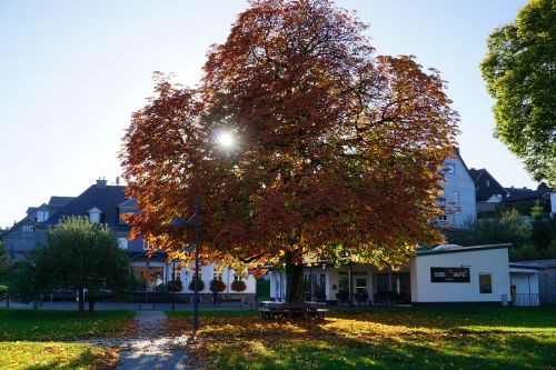 chestnut tree autumn park