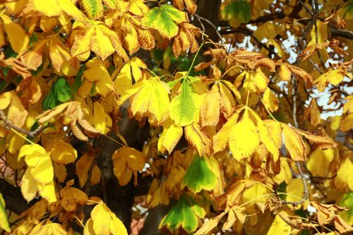 chestnut tree leaves yellow