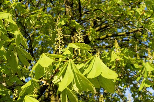 chestnut tree aesculus hippocastanum leaves