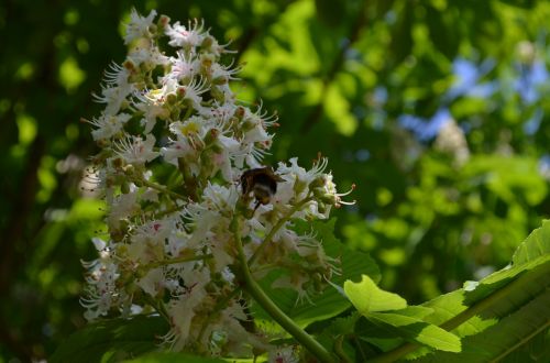 chestnut tree chestnut blossom inflorescence
