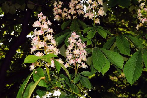 chestnut tree blossom bloom