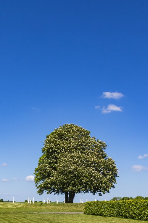 chestnut tree  green  sky