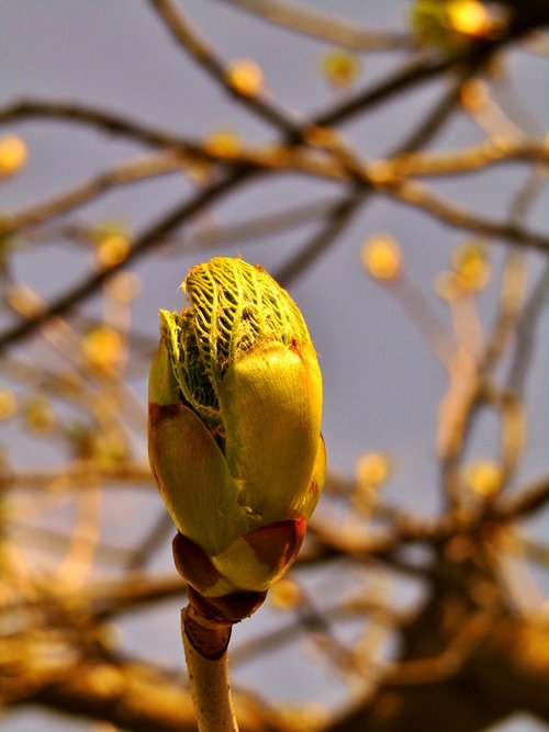 chestnut tree  aesthetic  bud