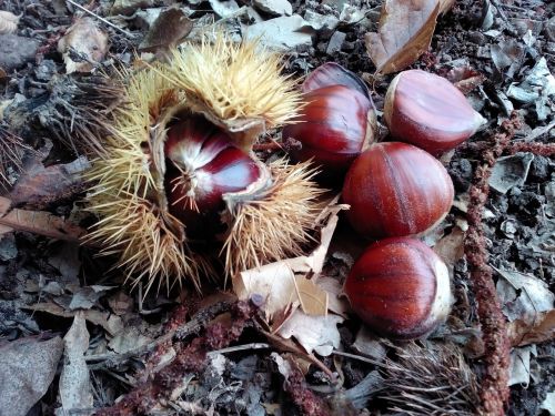 chestnuts autumn food